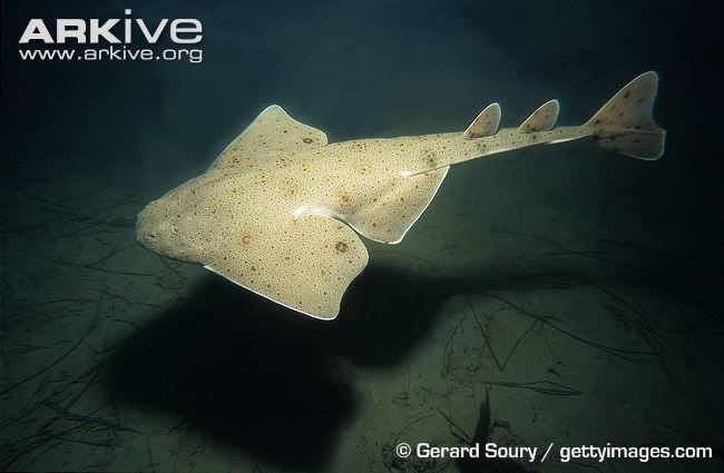 Desktop squatina californica pacific angel shark arkive