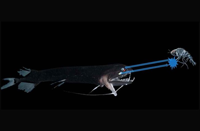 Desktop nanocamodragonfish1web.jpg  1072x720 q85 crop subject location 576 398