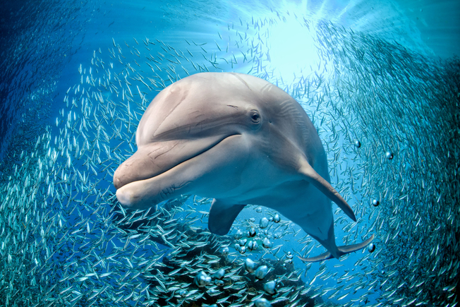 Desktop dolphin underwater
