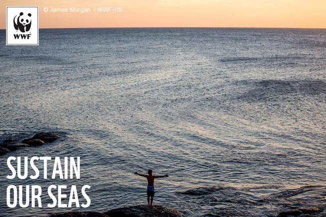 Desktop sustain our seas social 331469