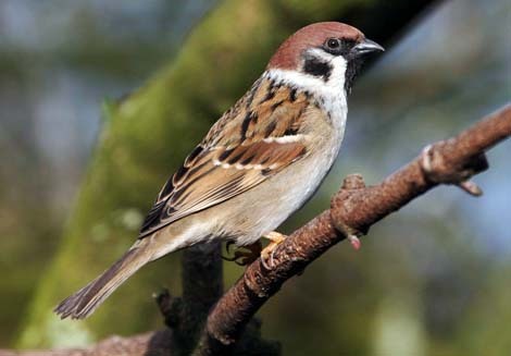 Desktop sparrow sorrow