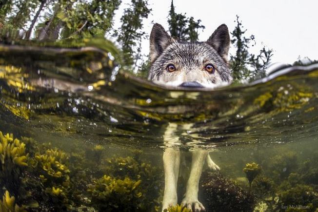 Desktop swimming sea wolves pacific coast canada ian mcallister 5