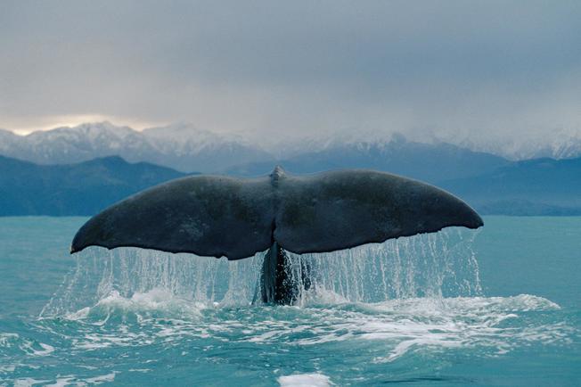 Desktop 01 booktalk spying on whales nationalgeographic 1148655.ngsversion.1533243163545.adapt.1900.1