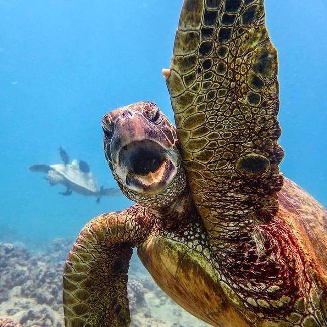 Desktop turtle high five