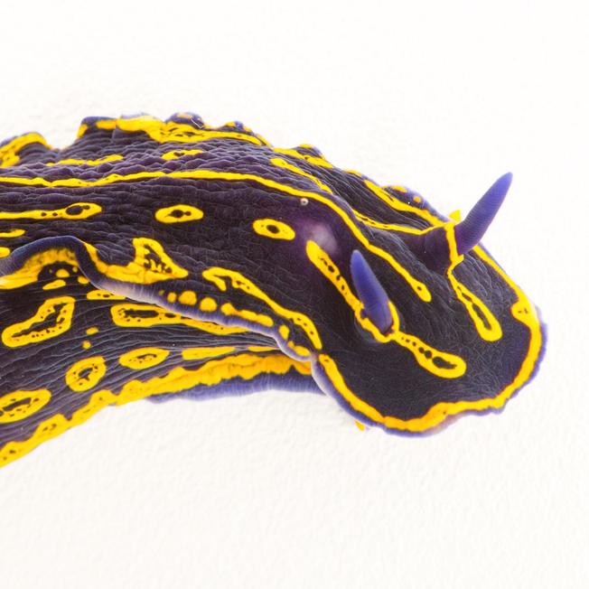 Desktop nudibranchs thumb.ngsversion.1497037662019.adapt.1900.1
