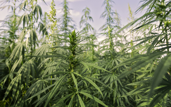 Desktop cbd myths and controversies