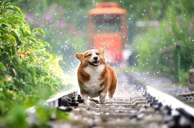 Desktop pets 4415649 640