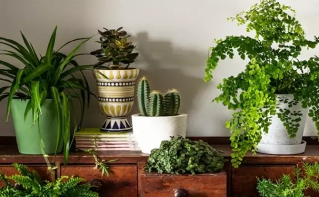 Desktop plants