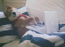 Desktop giphy