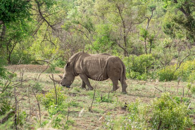 Desktop rhino