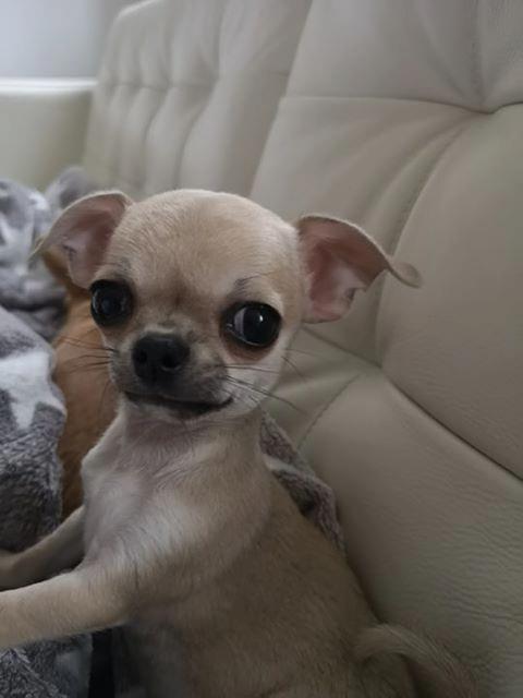 Desktop dobby