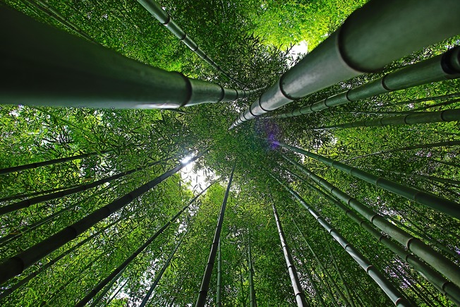 Desktop bamboo