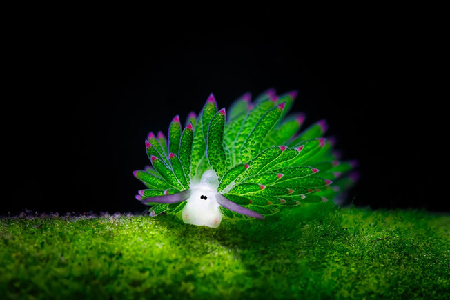 Desktop sea sheep jim lynn