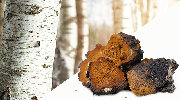 Desktop chaga mushroom cancer prevention treatment