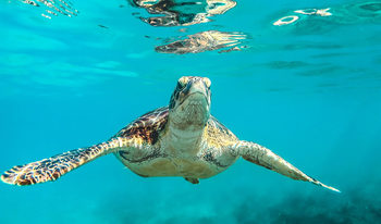 Influex store sea turtle underwater crystal clear caribbean water