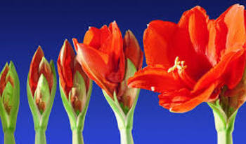 Influex store blooming red flower